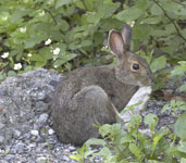 [Snowshoe Hare]