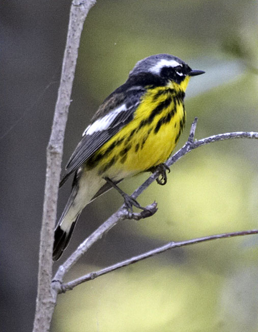 [Magnolia Warbler]