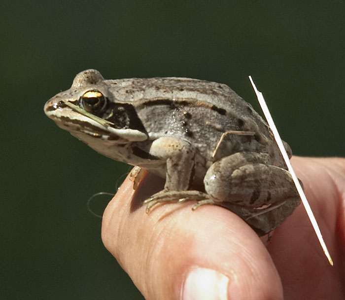 [Wood Frog]