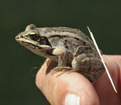 [Wood Frog]