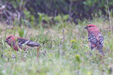 [Pine Grosbeaks]