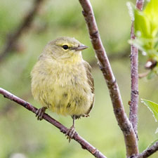 [Orange-crowned Warbler]