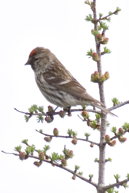 [Common Redpoll]