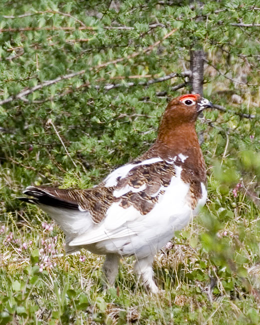 [Willow Ptarmigan]