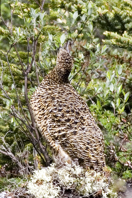 [Willow Ptarmigan]