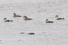 [Common Eiders]