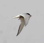 [Arctic Tern]