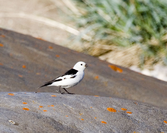 [Snow Bunting]