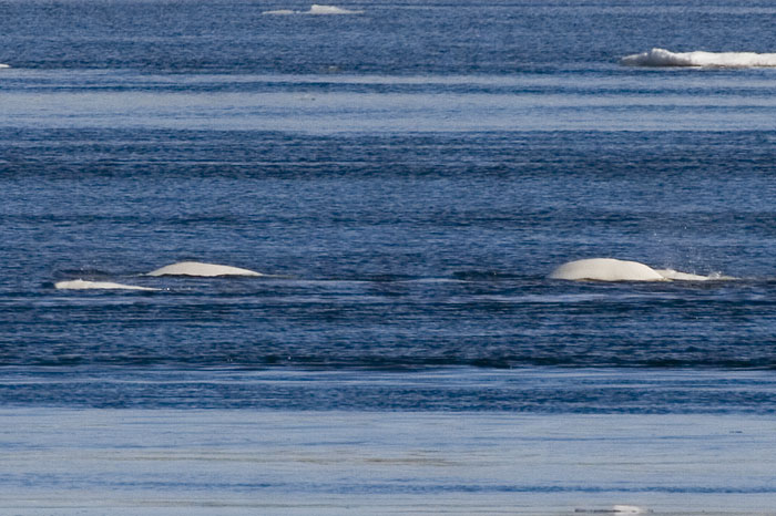 [Beluga Whales]