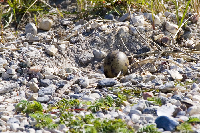 [Arctic Tern Egg]