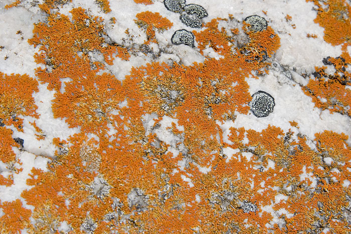 [Lichen]