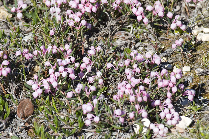 [Bog Rosemary]