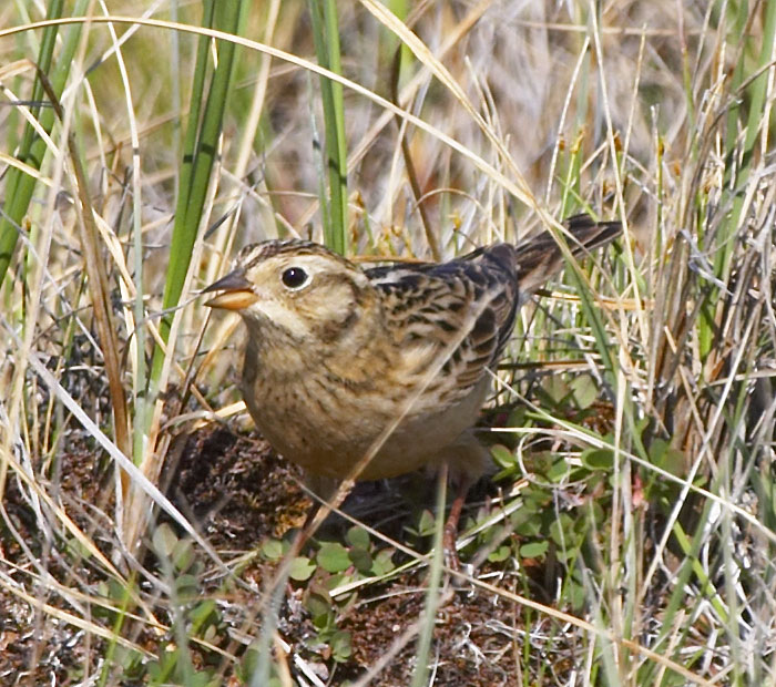 [Smith's Longspur]