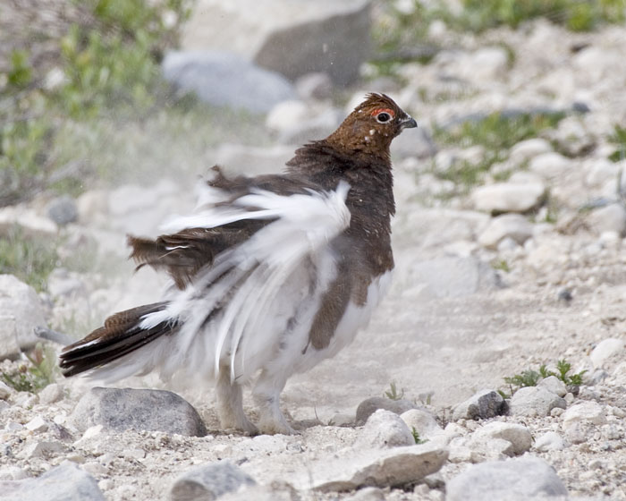 [Willow Ptarmigan]