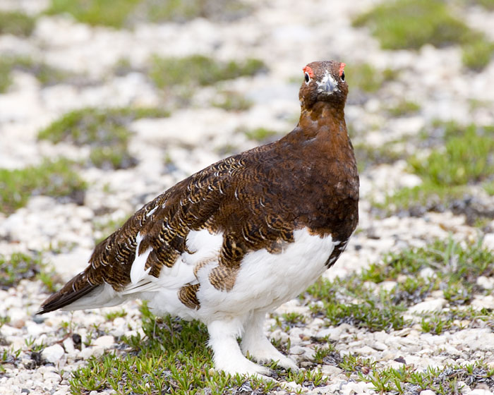 [Willow Ptarmigan]