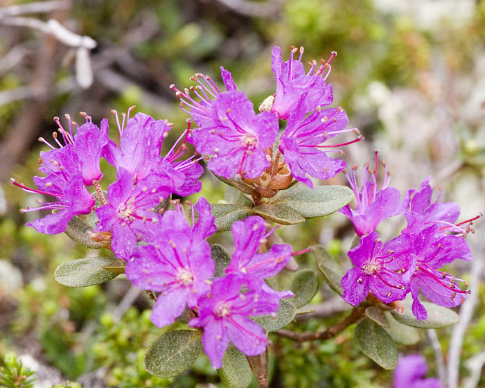 [Lapland Rosebay]