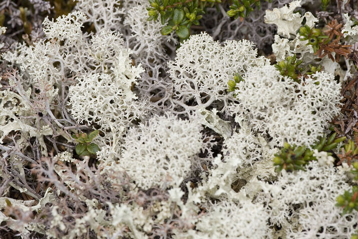 [Reindeer Lichen]