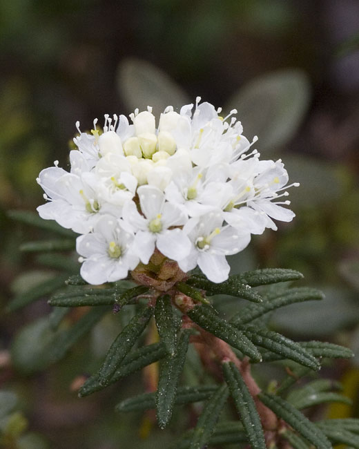 [Narrowleaf Labrador Tea]