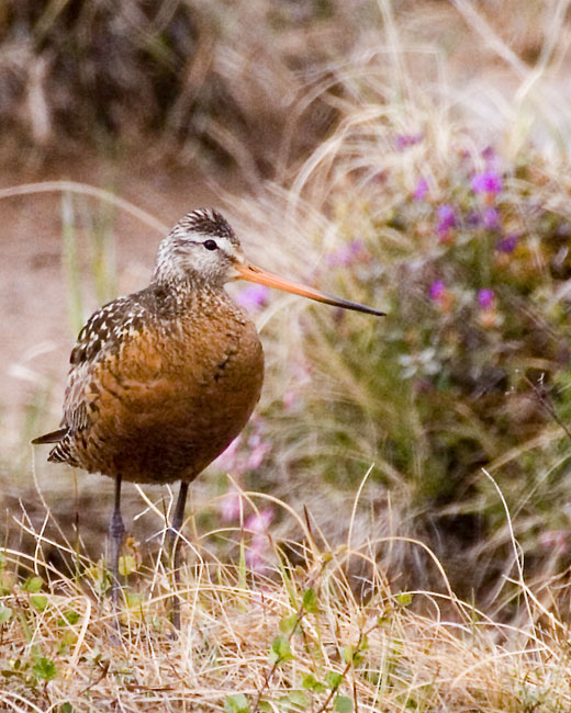 [Hudsonian Godwit]