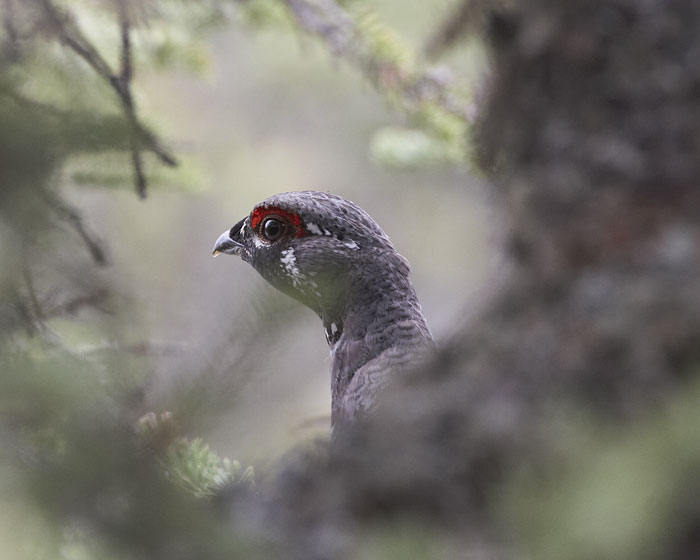 [Spruce Grouse]