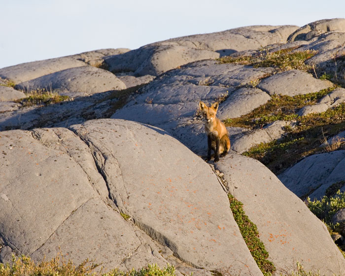 [Red Fox]