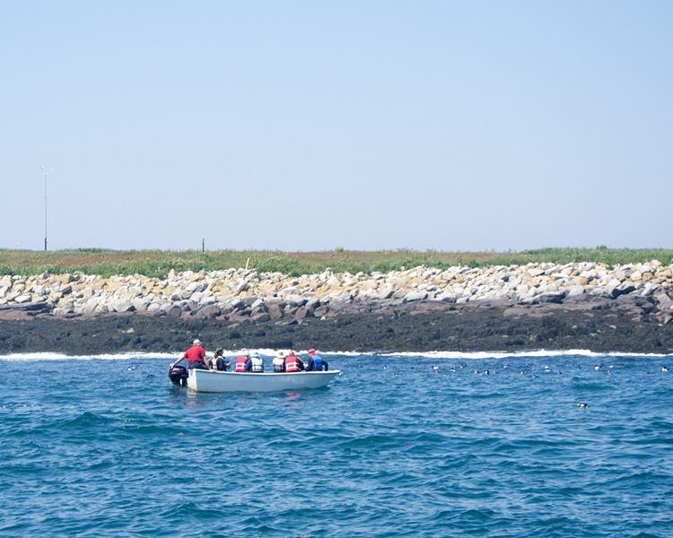 [Getting Close to the Puffins]