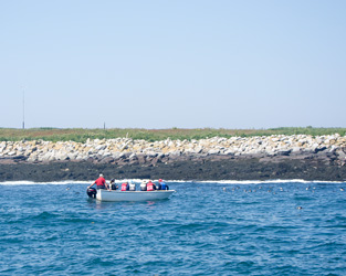 Getting Close to the Puffins