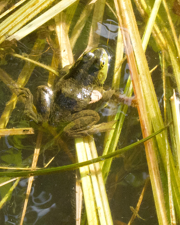 [Green Frog]