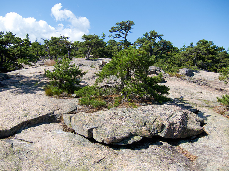 [Open Rock on Cadillac Mountain]