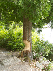 Beaver Sign