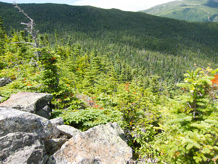 [Bicknell's Thrush Habitat]