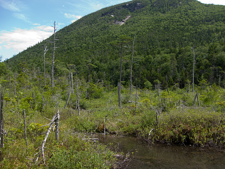 [Bog at Lower Greeley Lake]