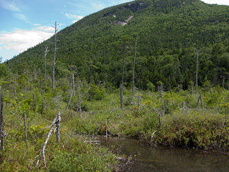 Bog at Lower Greeley Lake