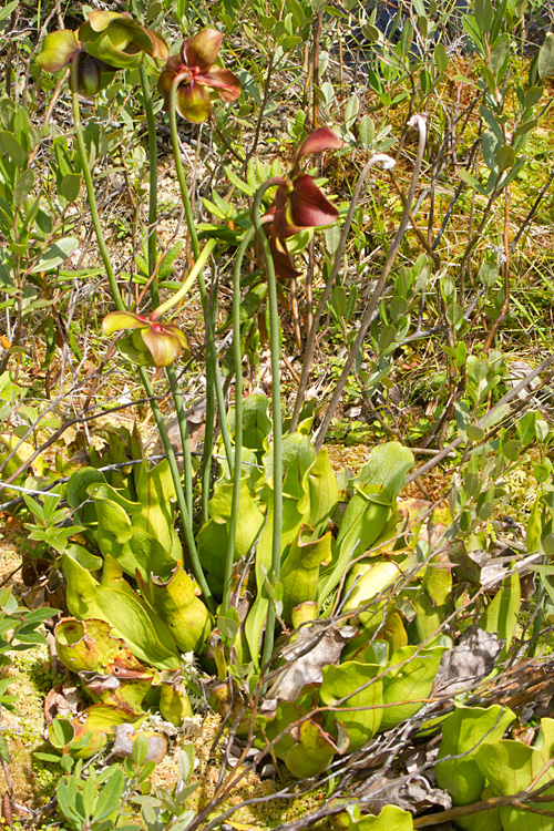 [Purple Pitcher Plant]