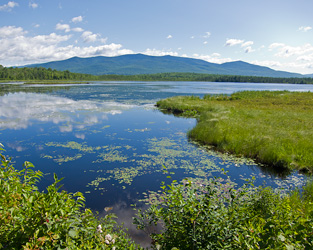 Cherry Pond