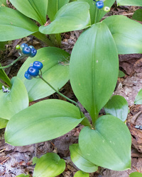 Clintonia