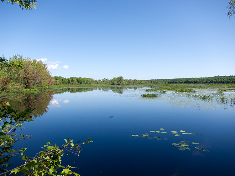 [Brownfield Bog]