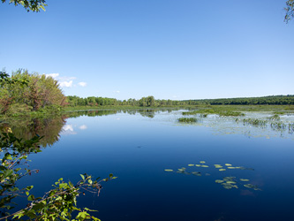 Brownfield Bog