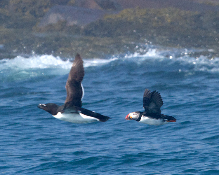 [Atlantic Puffin & Razorbill]