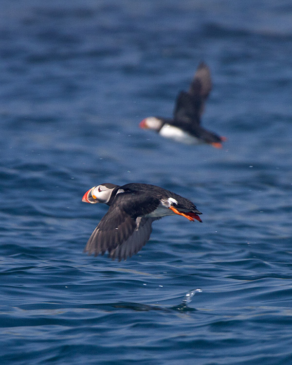 [Atlantic Puffins]