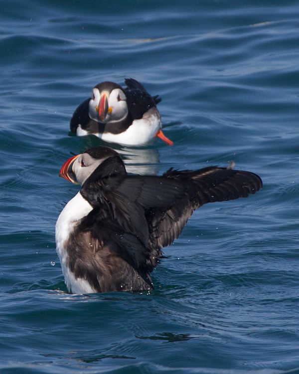 [Atlantic Puffins]