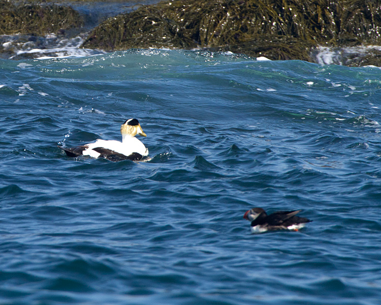 [Common Eider & Atlantic Puffin]