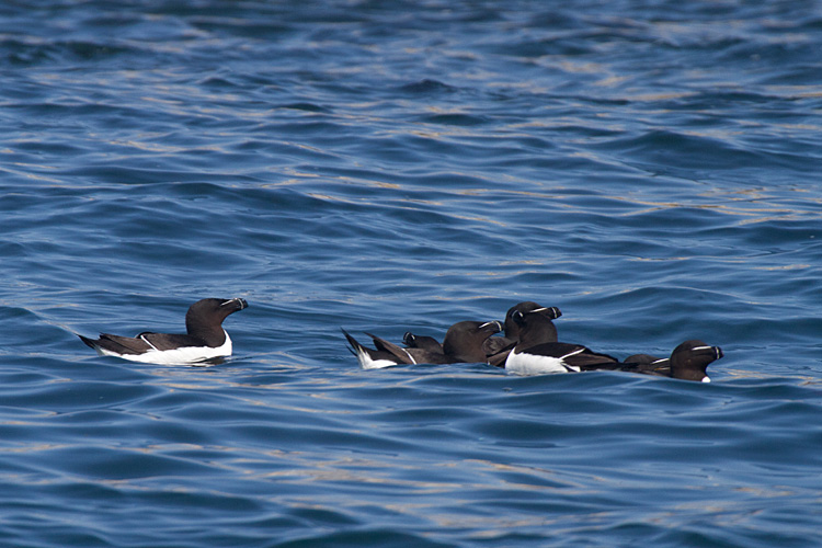 [Razorbills]