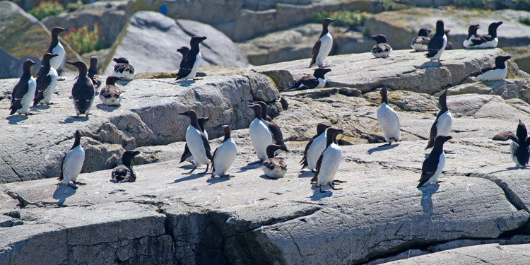 [Common Murres & Razorbills]