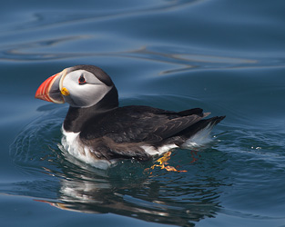 Atlantic Puffin