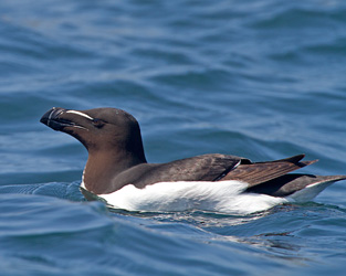 Razorbill