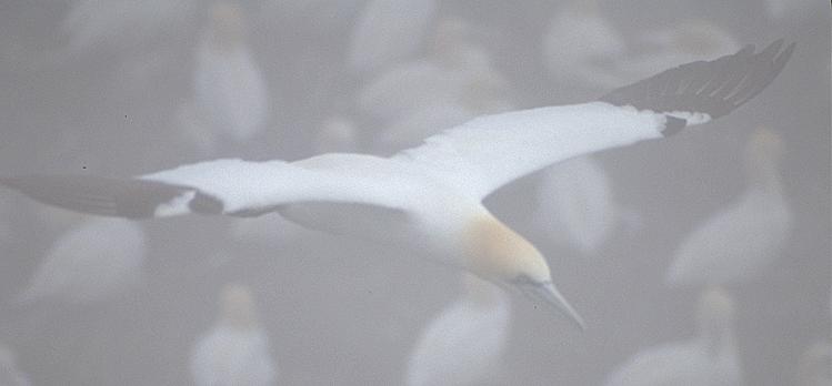 [Northern Gannet in Fog]