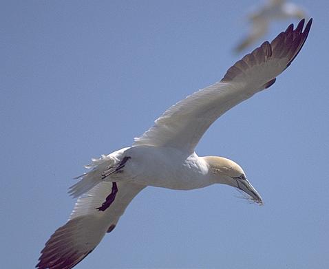 [Northern Gannet]