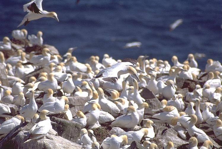 [Northern Gannets]