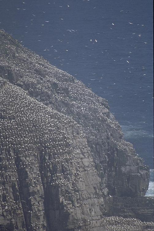 [Gannet Cliffs]